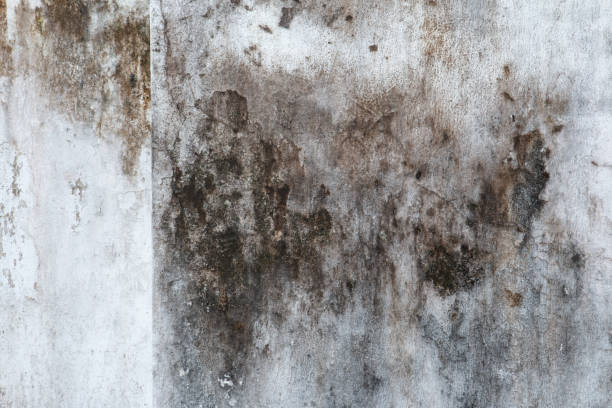 Mold Documentation for Insurance Claims in Gloversville, NY